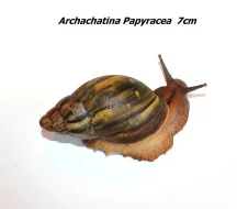 Achatiny