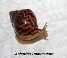 Achatiny