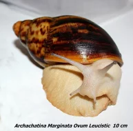 Achatiny