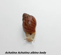 Achatiny