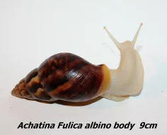 Achatiny