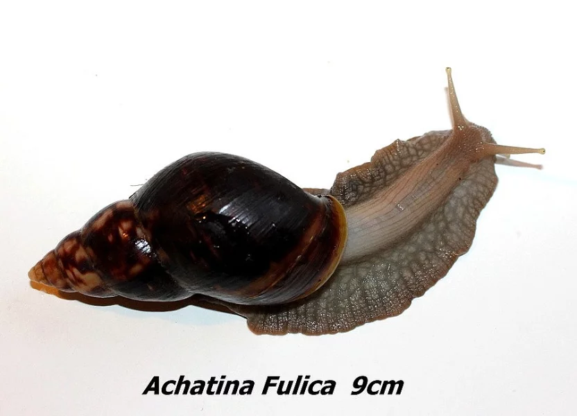 Achatiny