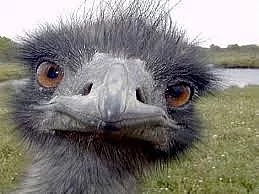 Koupím Pštrose Emu nejlépe samici nebo páru.