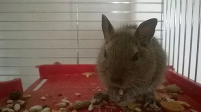 Osmák degu