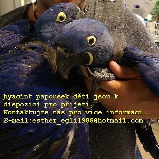 hyacint papoušek děti dostupné pro všechny milujících