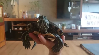 Daruji samici želvy nádherné