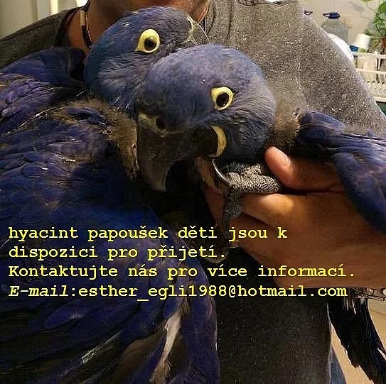 hyacint papoušek děti dostupné pro všechny milujících domove