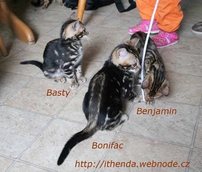 Bengálská kočka - Koťata k odběru
