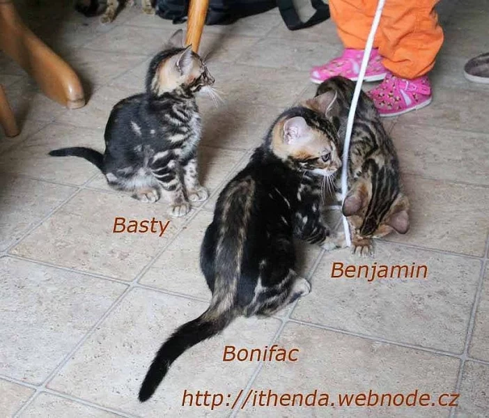 Bengálská kočka - Koťata k odběru