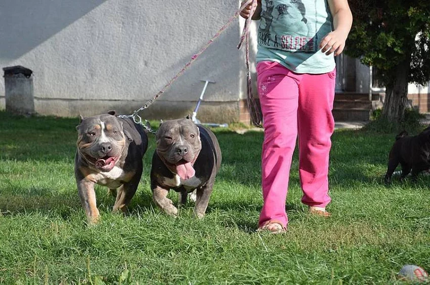 Amrican bully ABKC