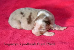 Australský ovčák