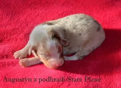 Australský ovčák