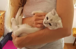 BURMILLA s PP k odběru