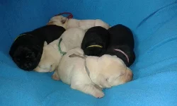 Labradorský retrívr-štěnátka s PP