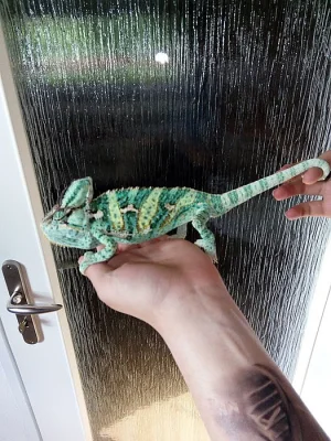 Chameleon jemenský