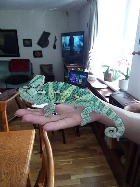 Chameleon jemenský
