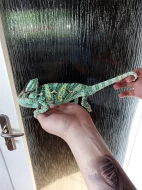 Chameleon jemenský