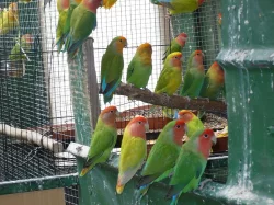 agapornis růžohrdlý- letošní mladí