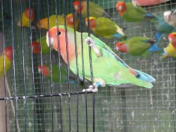 agapornis růžohrdlý- letošní mladí