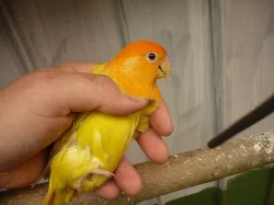 agapornis růžohrdlý- letošní mladí