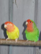 agapornis růžohrdlý- letošní mladí