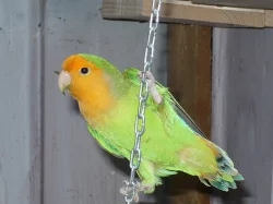 agapornis růžohrdlý- letošní mladí