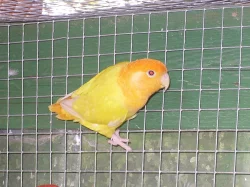agapornis růžohrdlý- letošní mladí