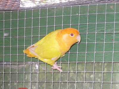 agapornis růžohrdlý- letošní mladí