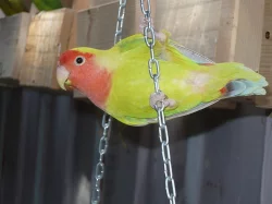 agapornis růžohrdlý- letošní mladí