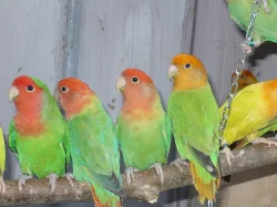 agapornis růžohrdlý- letošní mladí