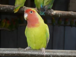 agapornis růžohrdlý- letošní mladí