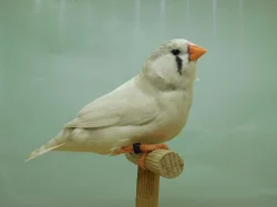 Zebřička pestrá - výstavní