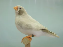 Zebřička pestrá - výstavní
