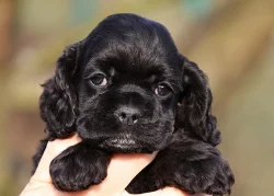 americký kokršpaněl