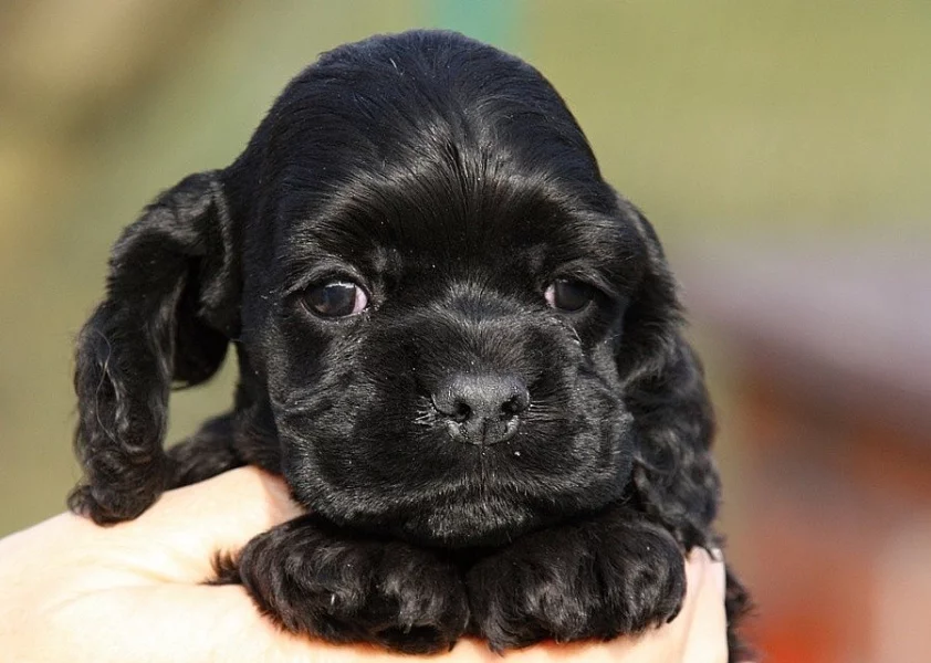 americký kokršpaněl