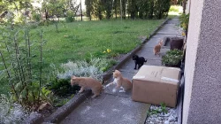 Daruji koťátka zdarma