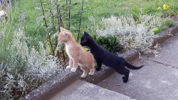 Daruji koťátka zdarma