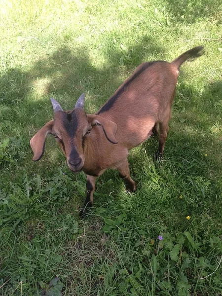 an kozlík na chov