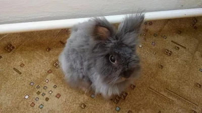 Daruji Teddy králíčka