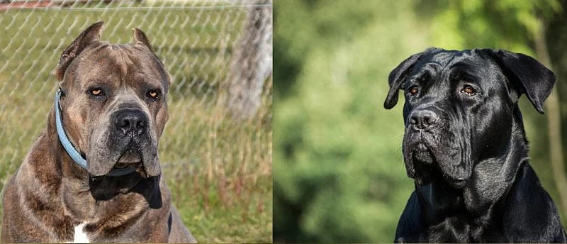 Cane corso s PP