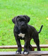 Cane corso s PP