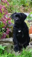 Cane corso s PP