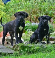 Cane corso s PP