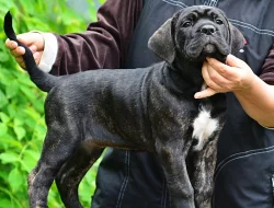 Cane corso s PP