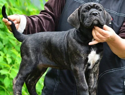 Cane corso s PP