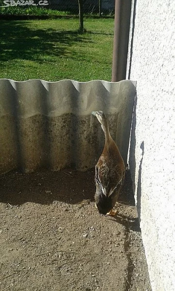 Indický běžec - 4 kačeři