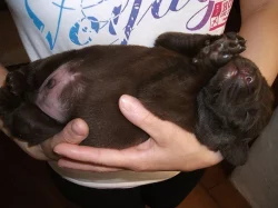Labradorský retrívr - štěňátka