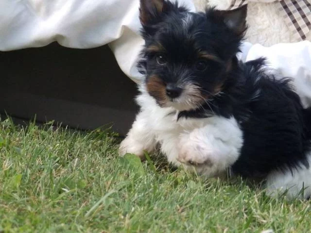 Biewer Yorkshire Terrier štěňátka