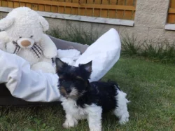 Biewer Yorkshire Terrier štěňátka