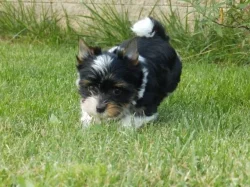 Biewer Yorkshire Terrier štěňátka